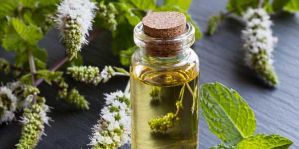 Incredible Health Benefits of Peppermint Oil