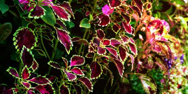 ‘Coleus forskohlii to reduce hypertension