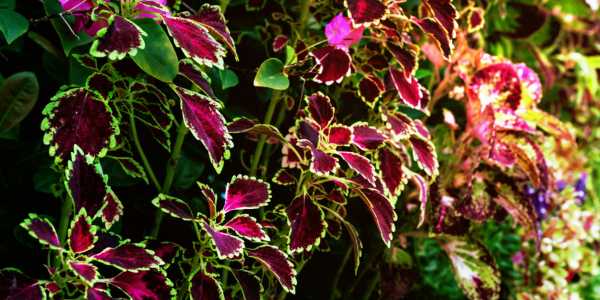 ‘Coleus forskohlii to reduce hypertension