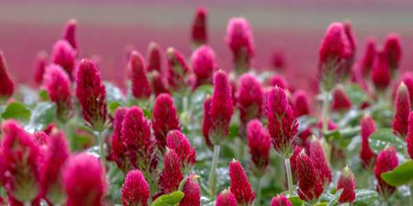 Red Clover Extract – Producing Estrogen-like Effects