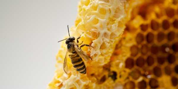 Beeswax – Surprising Health Benefits