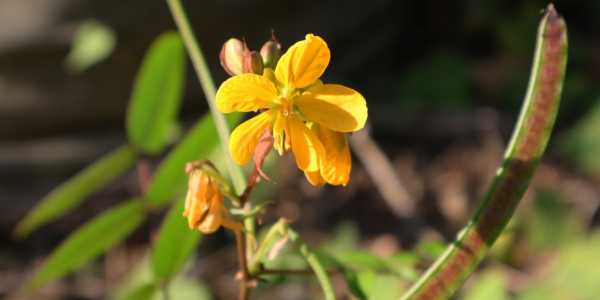 Cassia Occidentalis - Ayuverdic Remedy