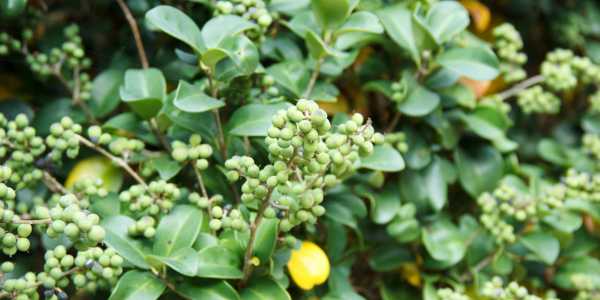 Commiphora Mukul – Managing high cholesterol levels